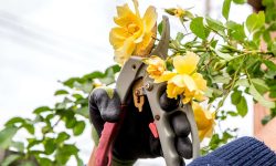 When to Trim Roses: Tips for Vibrant Flowers and Lasting Beauty