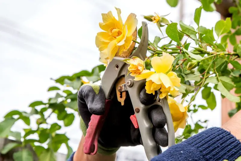 When to Trim Roses: Tips for Vibrant Flowers and Lasting Beauty