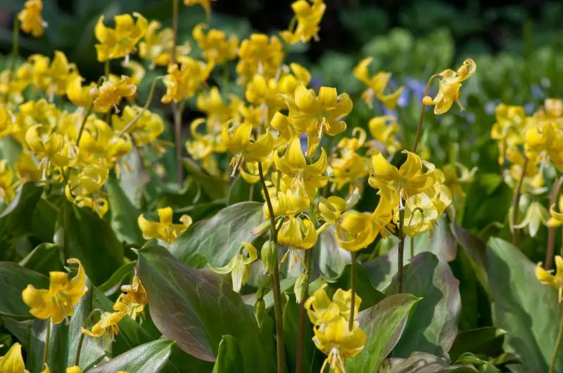 How to Care for Trout Lily: Simple Care Tips for Optimal Flowering