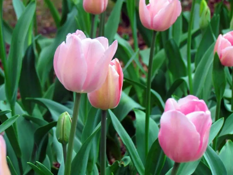Pink Flowers Names