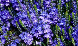 How to Plant Veronica Flower: Easy Steps for a Full Bloom Garden