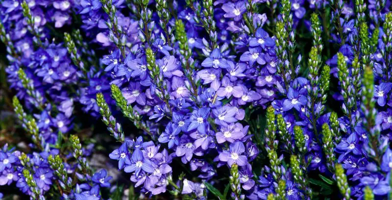 How to Plant Veronica Flower: Easy Steps for a Full Bloom Garden
