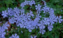 How to Care for Woodland Phlox: Seasonal Tips for Vibrant Blooms