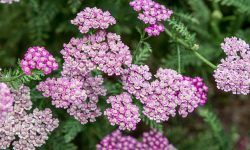 How to Care for Yarrow: Expert Tips for Lasting Health and Flowers