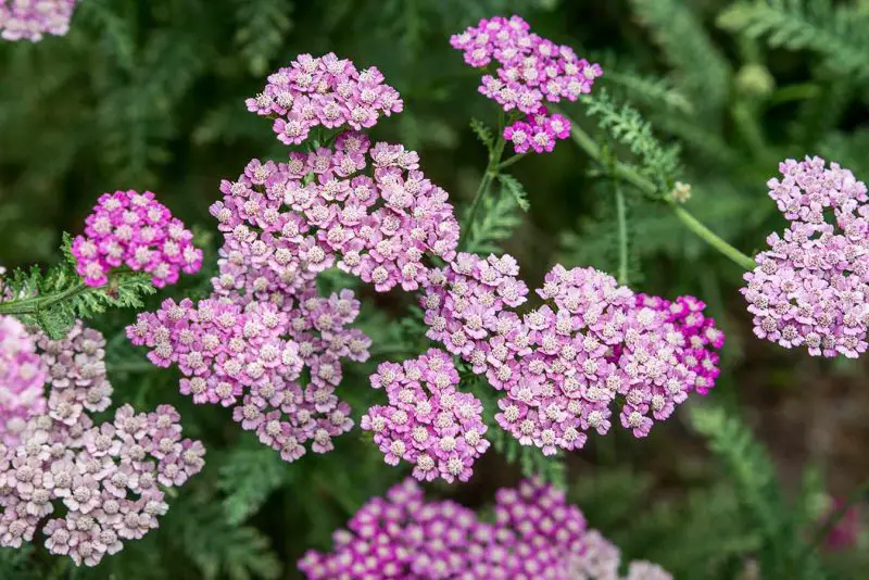 How to Care for Yarrow: Expert Tips for Lasting Health and Flowers