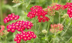 How to Grow Yarrow Successfully: Simple Guide for Vibrant Blooms