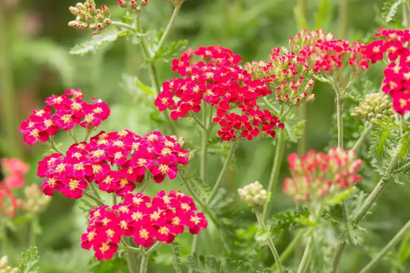 How to Grow Yarrow Successfully: Simple Guide for Vibrant Blooms