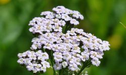 When Does Yarrow Bloom: Expert Tips for Longer-Lasting Flowers