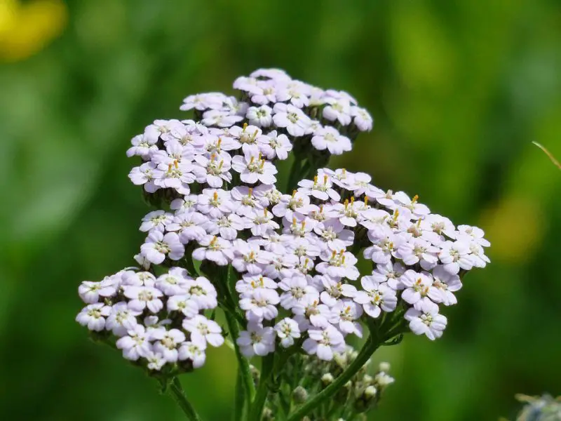When Does Yarrow Bloom: Expert Tips for Longer-Lasting Flowers