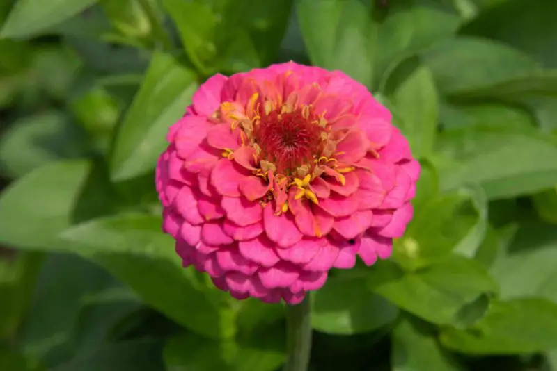 Pink Flowers Names