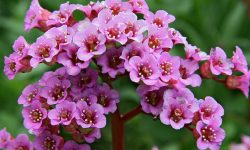 How Long Does Bergenia Bloom? Expert Tips to Extend Its Beauty