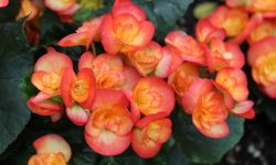 How Long Do Begonias Bloom? Care Tips for Maximum Flowering