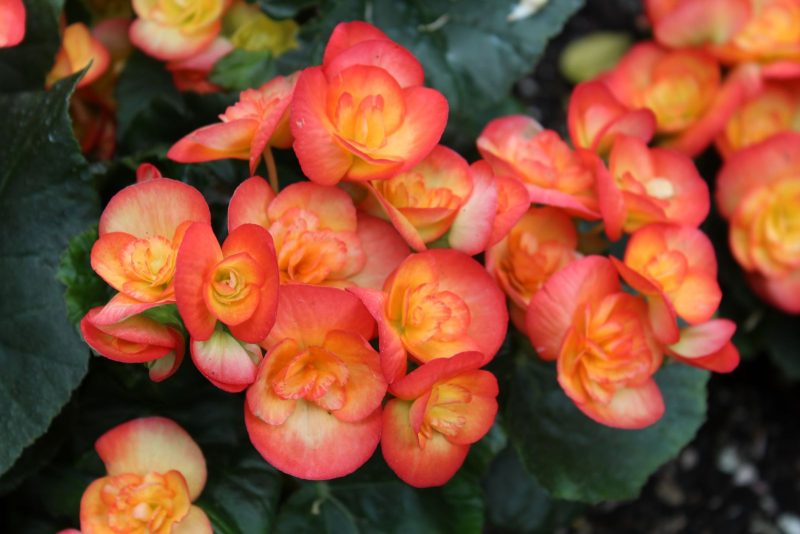 How Long Do Begonias Bloom? Care Tips for Maximum Flowering