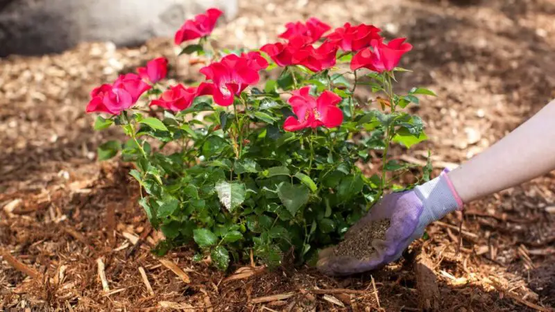When to Fertilize Roses: Expert Tips Every Gardener Should Know