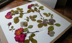 How Do You Press a Rose: Methods to Preserve Favorite Blooms