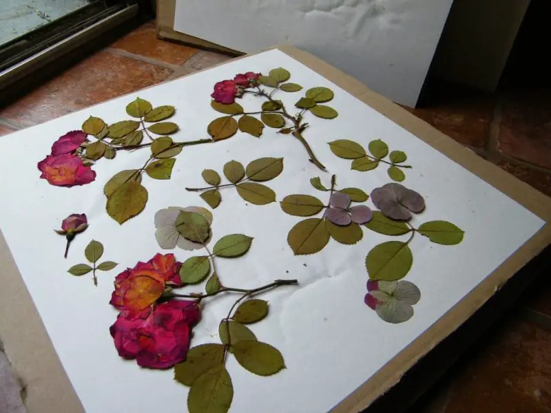 How Do You Press a Rose: Methods to Preserve Favorite Blooms