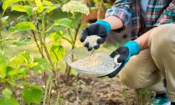 When to Fertilize Hydrangeas: Expert Tips for Maximum Flowering