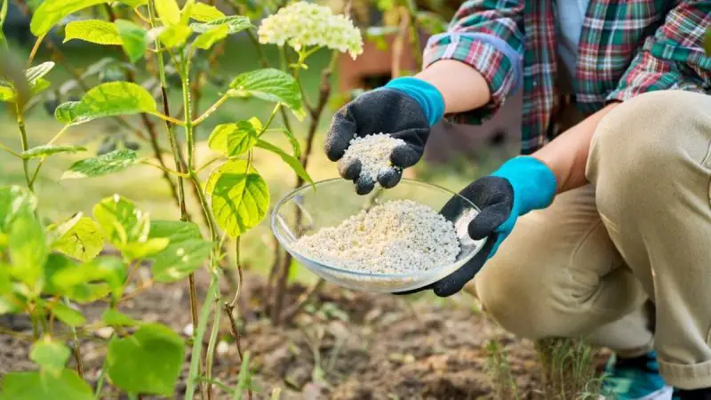 When to Fertilize Hydrangeas: Expert Tips for Maximum Flowering