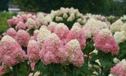When to Grow Hydrangeas: Seasonal Advice for Colorful Blooms