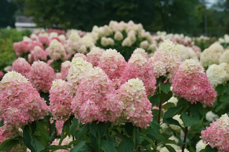 When to Grow Hydrangeas: Seasonal Advice for Colorful Blooms