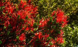 Where Does Mistletoe Grow? Essential Guide for Thriving Plants