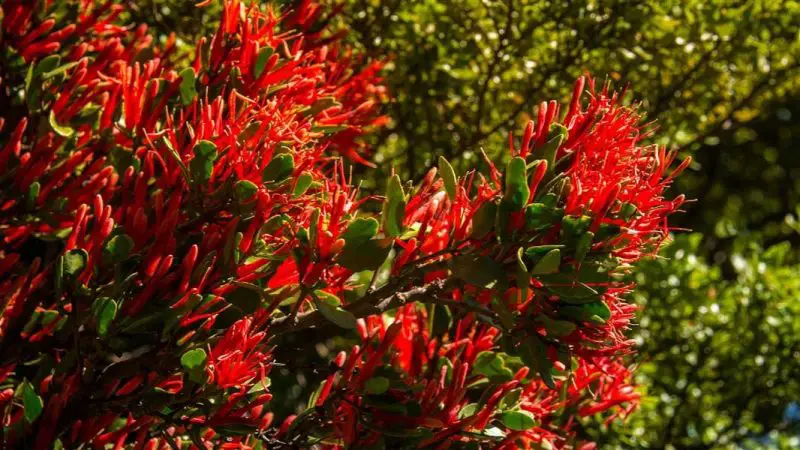 Where Does Mistletoe Grow? Essential Guide for Thriving Plants