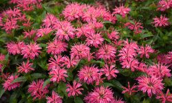 How to Grow Monarda: Secrets to Long-Lasting Colorful Blooms