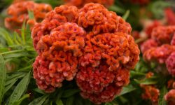How to Grow Cockscomb and Enjoy Long-Lasting Vibrant Colors