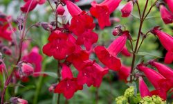 How to Care for Penstemon for Vibrant Flowers and Thriving Plants