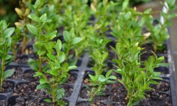 How to Propagate Boxwood: Expert Advice for Long-Lasting Shrubs