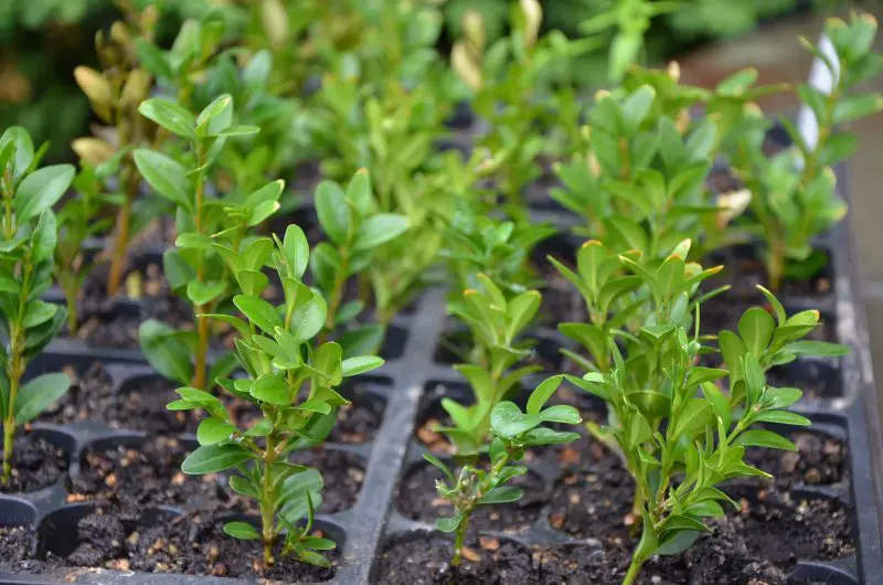 How to Propagate Boxwood: Expert Advice for Long-Lasting Shrubs