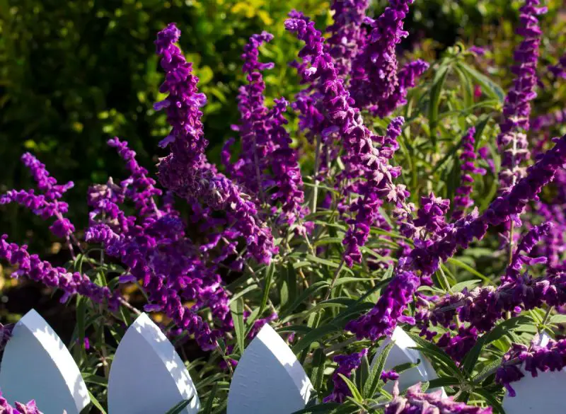 How to Propagate Russian Sage Easily for More Fragrant Blooms