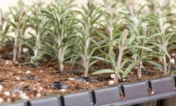 How to Propagate Rosemary from Cuttings for a Lush Herb Garden