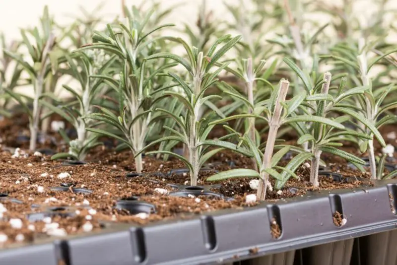 How to Propagate Rosemary from Cuttings for a Lush Herb Garden