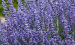 When to Prune Russian Sage: Expert Tips for Long Lasting Beauty