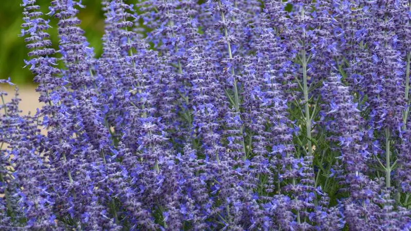When to Prune Russian Sage: Expert Tips for Long Lasting Beauty