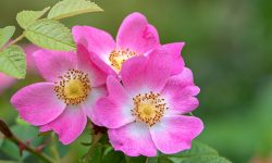Where the Wild Roses Grow: Essential Tips for Vibrant Wild Roses