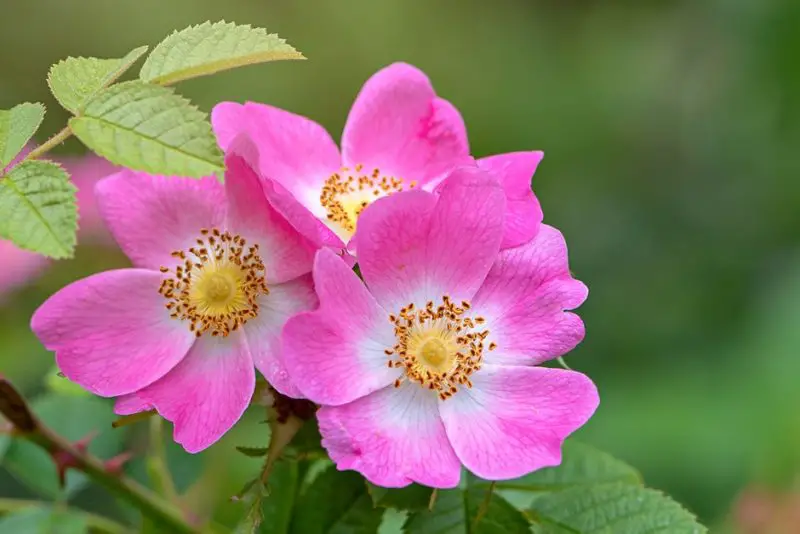 Where the Wild Roses Grow: Essential Tips for Vibrant Wild Roses