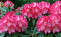 When Do Azaleas Bloom? Tips to Get the Most Vibrant Blossoms
