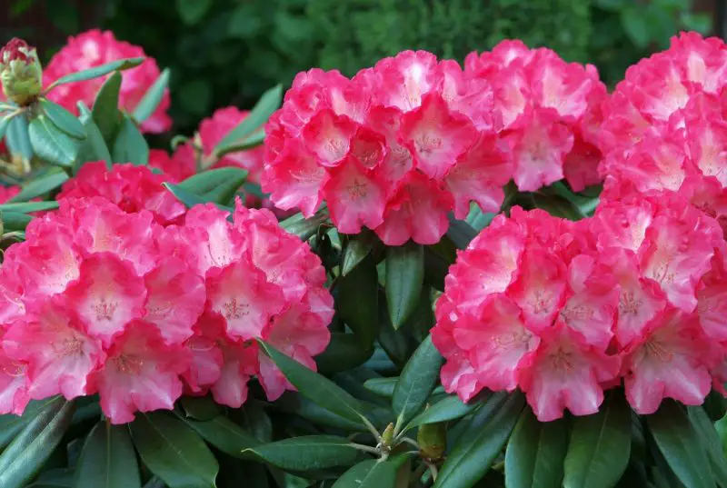 When Do Azaleas Bloom? Tips to Get the Most Vibrant Blossoms