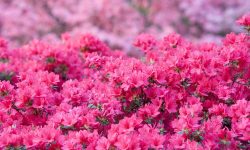 When Do You Fertilize Azaleas? Expert Timing for Healthy Growth