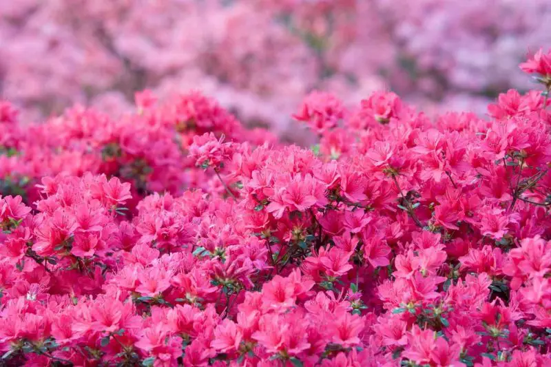 When Do You Fertilize Azaleas? Expert Timing for Healthy Growth