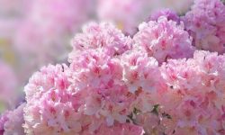 How Much Sun Do Azaleas Need? Expert Advice for Bright Flowers