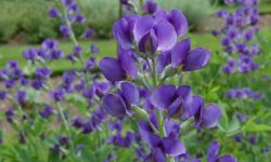 How to Grow Baptisia from Seed: Simple Tips for Stunning Blooms