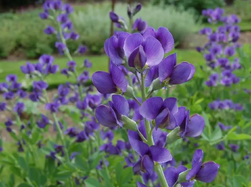 How to Grow Baptisia from Seed: Simple Tips for Stunning Blooms