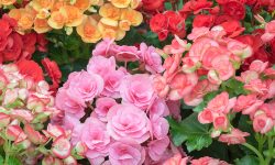 How Much Sun Do Begonias Need? Light Guide for Healthy Growth