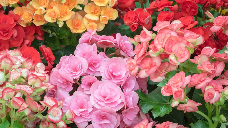 How Much Sun Do Begonias Need? Light Guide for Healthy Growth