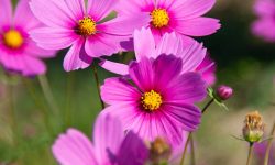 How Long Do Cosmos Bloom? Tips to Extend Their Vibrant Display