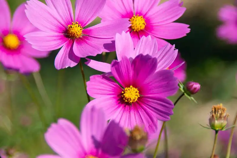 How Long Do Cosmos Bloom? Tips to Extend Their Vibrant Display