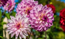 How to Care for Dahlias Indoors and Outdoors for Stunning Results